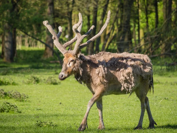 Vader david's deer — Stockfoto