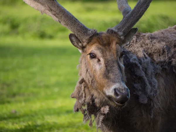 Father David's Deer — Stock Photo, Image