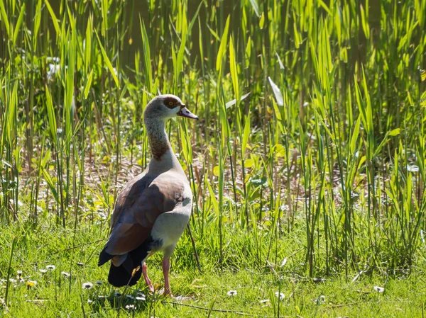 Migratory Egyptian goose — Stock Photo, Image