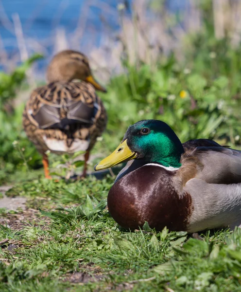 Male and female duck — Stock Photo, Image