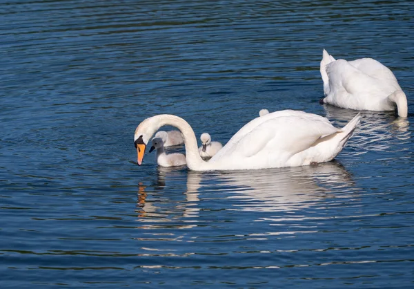 Mute swans and young family — Stock Photo, Image