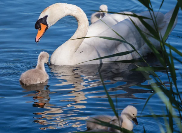 Mute swan ve genç ailesi — Stok fotoğraf