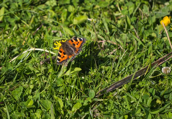 Tortoiseshell butterfly — Stock Photo, Image