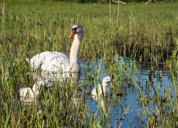 Cisnes mudos y familia joven —  Fotos de Stock