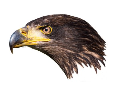 Olgunlaşmamış bir Amerikan kel kartalının yakın çekimi.