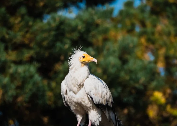 Portrait of a white Egyptian vulture bird — Stock Photo, Image