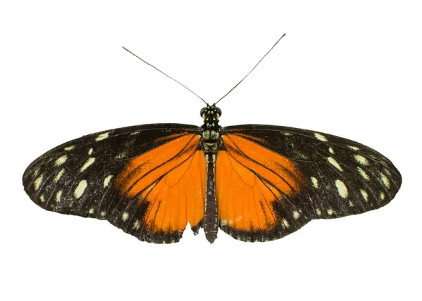 Cortar la imagen de una mariposa longwing — Foto de Stock