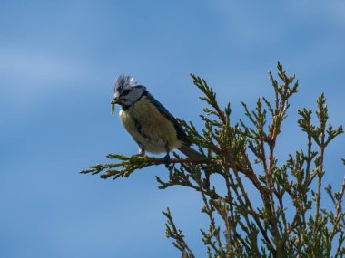 Great Tit sitting on a tree branch