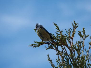 Great Tit sitting on a tree branch