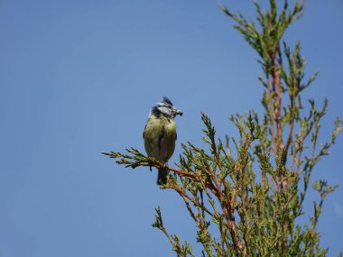 Great Tit sitting on a tree branch