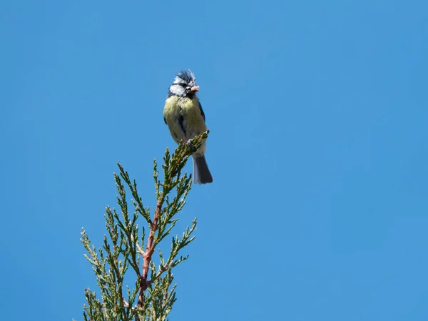 Great Tit sitting on a tree branch — Zdjęcie stockowe