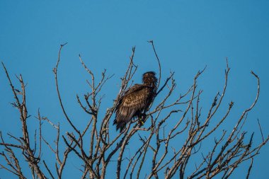 Ağaçtaki olgunlaşmamış kel kartal.