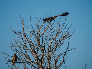 Ağaçtaki olgunlaşmamış kel kartal