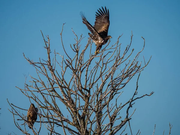 Zwei unreife Weißkopfseeadler in einem Baum — Stockfoto