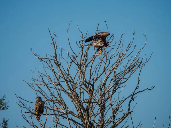 Dos águila calva inmadura en un árbol —  Fotos de Stock