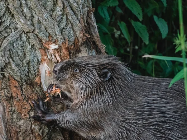 Beaver eating away at bark of a tree — Stock Photo, Image