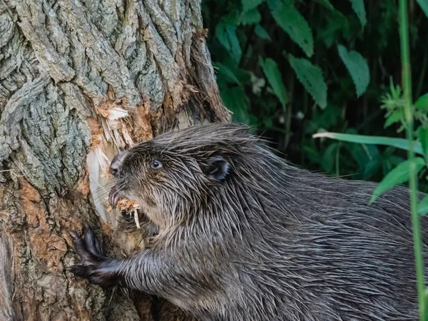 Castor comendo ao latido de uma árvore — Fotografia de Stock