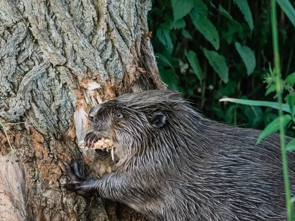 Beaver eating away at bark of a tree — Stock Photo, Image