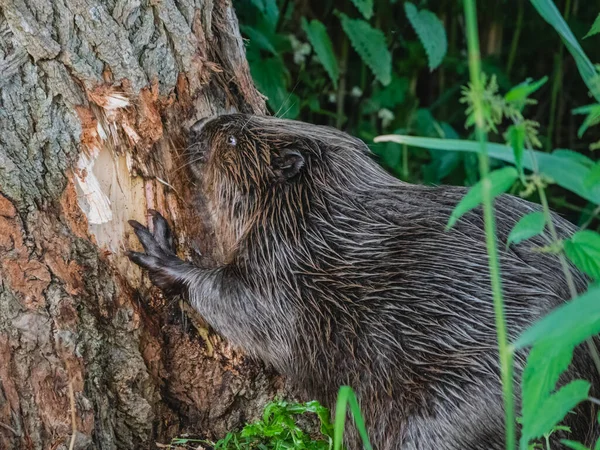 Бобер, поедающий кору дерева — стоковое фото