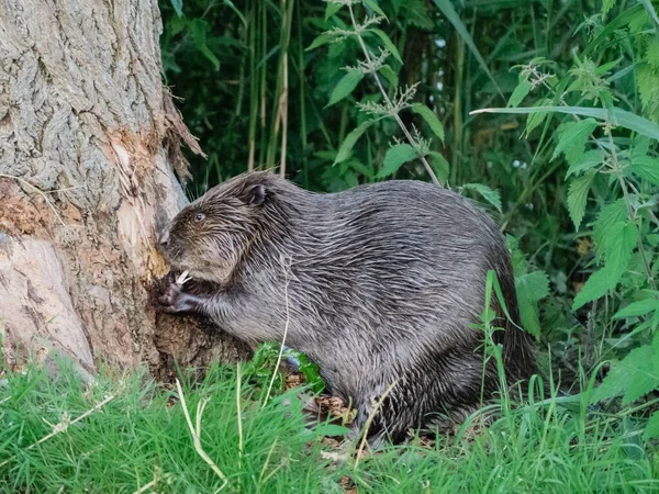 Castor comendo ao latido de uma árvore — Fotografia de Stock