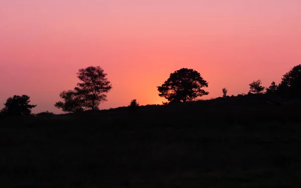 Firelike sunset behind a tree — Stock Photo, Image