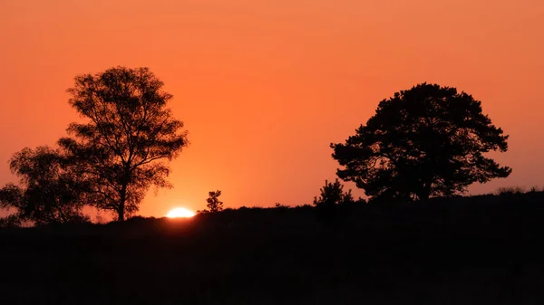 Firelike sunset behind a tree — Stock Photo, Image