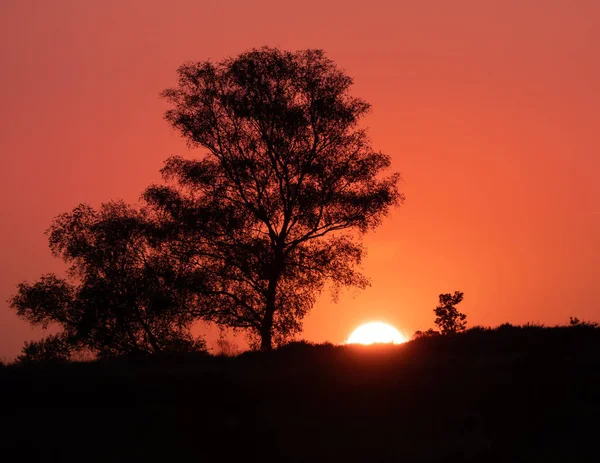 Firelike sunset behind a tree — Stock Photo, Image