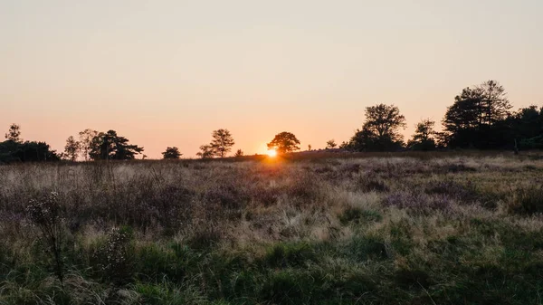 Heathland with trees early at sunset — Stock Photo, Image