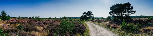 Panorama of heathland with trees on a sunny day — Stock Photo, Image