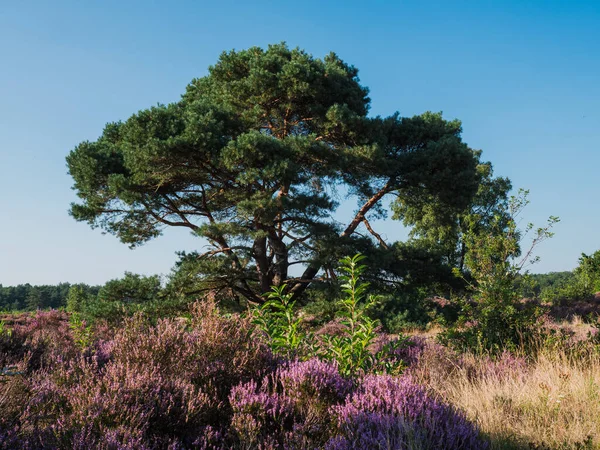 Heathland cu copaci devreme într-o zi însorită — Fotografie, imagine de stoc