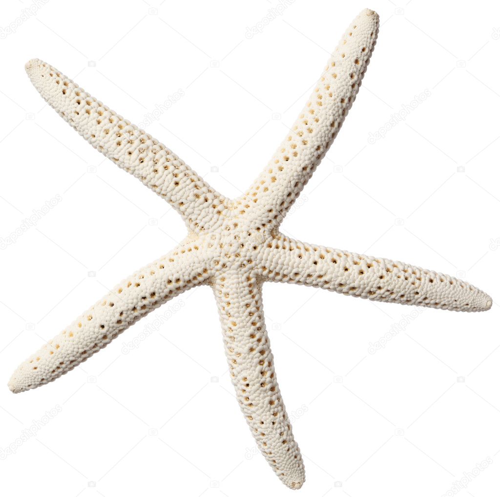 Starfish isolated on white background