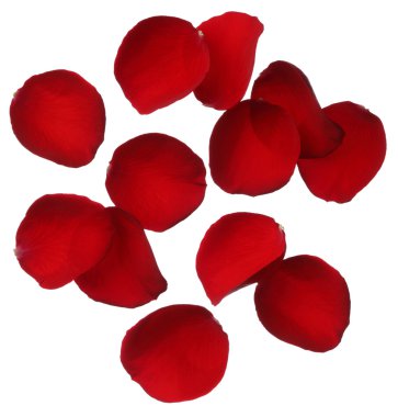 Beyaz arkaplanda kırmızı gül yaprakları izole