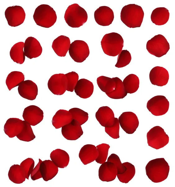 Red rose petal collection isolated on white background — Stock Photo, Image