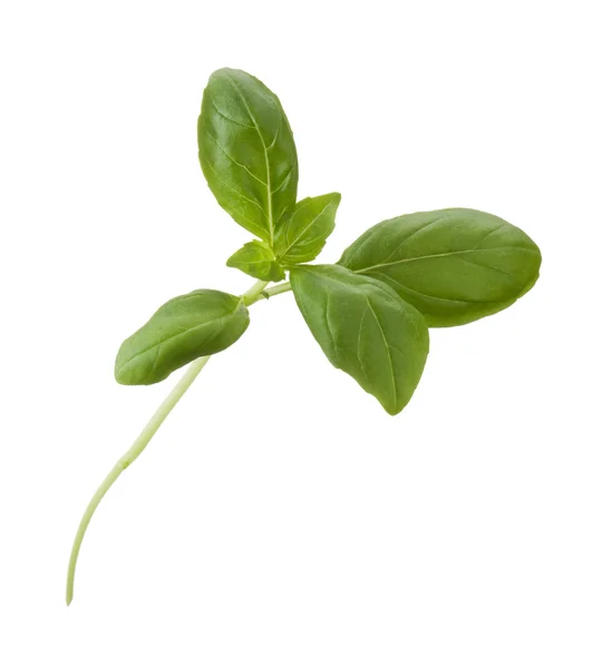 Basil isolated on white background — Stock Photo, Image