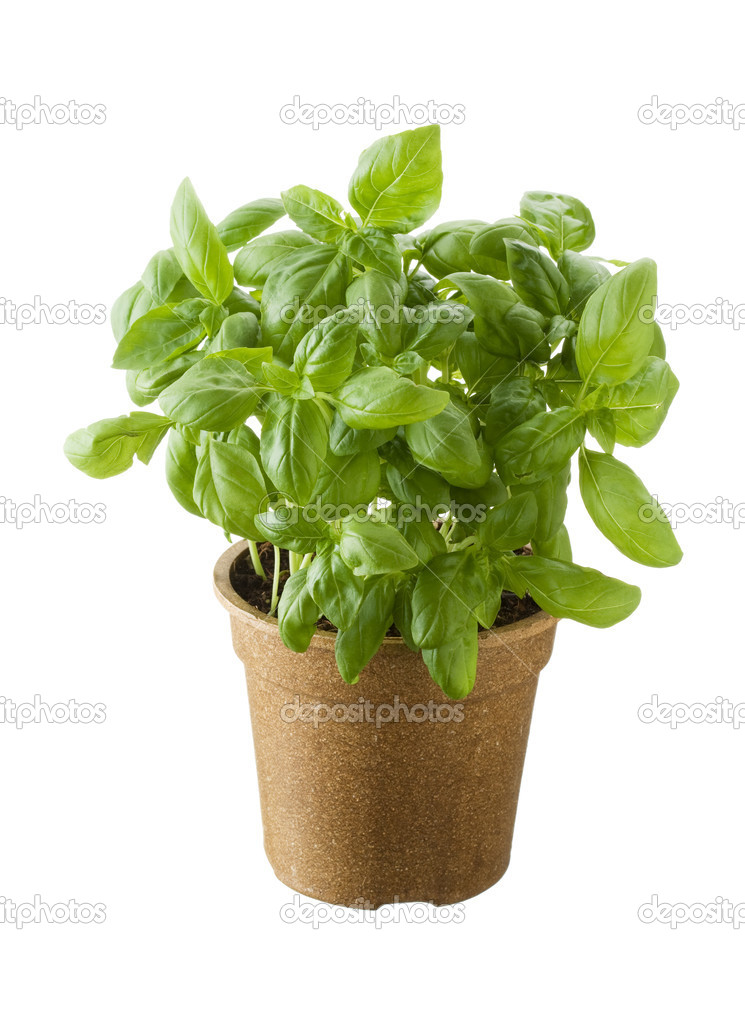 Basil in a pot isolated on white background