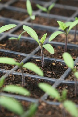 tencerede domates fidesi