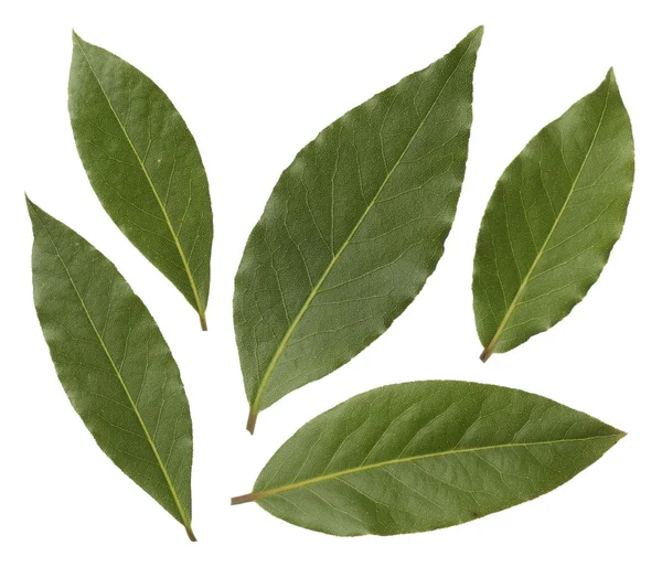 Bay leaves isolated on white background — Stock Photo, Image