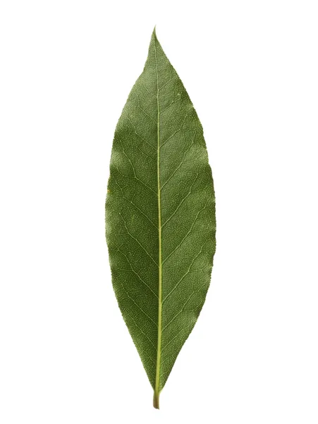 Single bay leaf isolated on white background — Stock Photo, Image