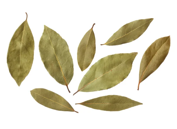 Bay leaves isolated on white background — Stock Photo, Image