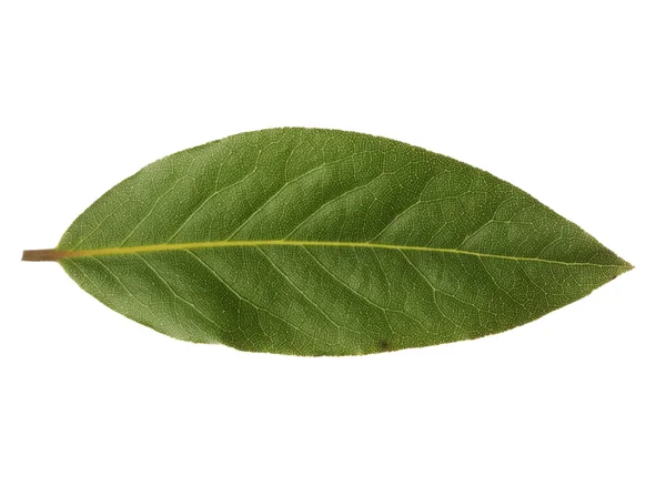 Single bay leaf isolated on white background — Stock Photo, Image