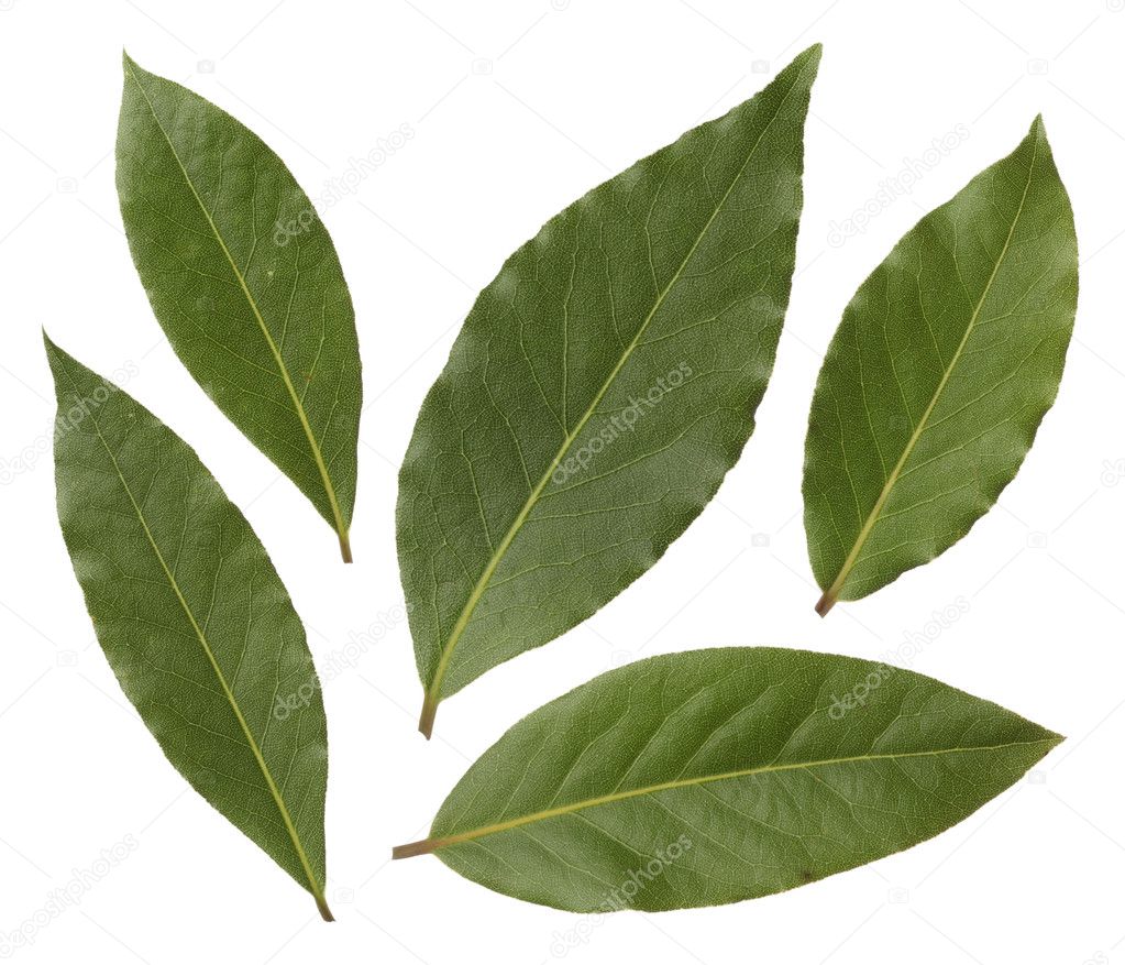 Bay leaves isolated on white background