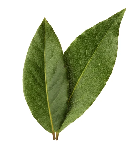 Hojas de laurel aisladas sobre fondo blanco — Foto de Stock