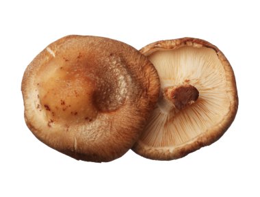 Shitake mushrooms isolated on white background, close up