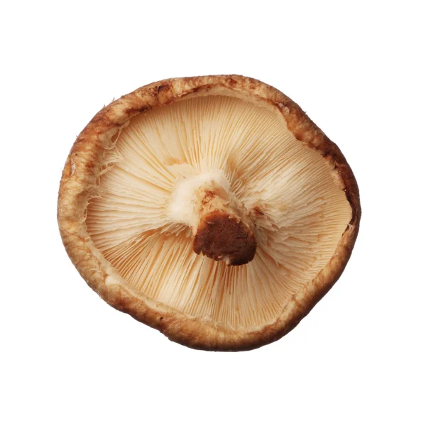 Shitake cogumelo isolado no fundo branco, close-up — Fotografia de Stock