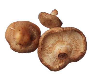 Shitake mushrooms isolated on white background, close up