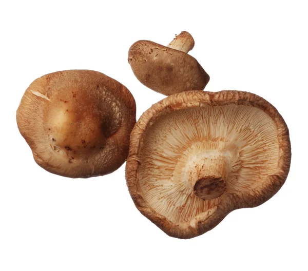 Shitake mushrooms isolated on white background, close up — Stock Photo, Image