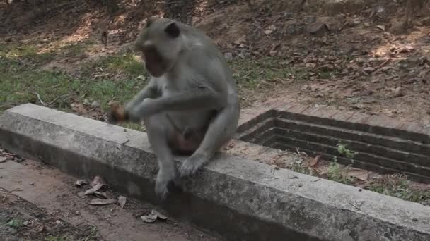 Cambodian monkey is eating cookies and staring on opponent — Stock Video