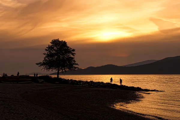 Silhouette d'arbre sur la plage au coucher du soleil — Photo