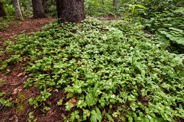 Birçok Bunchberries (Cornus canadensis)