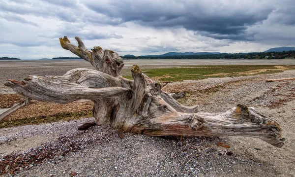 Grand arbre Stump Driftwood sur la plage — Photo